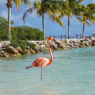 Flamingo Island, Aruba